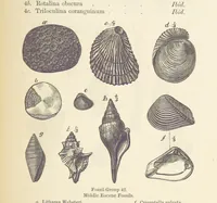 An illustration from The Student's Manual of Geology (1862)