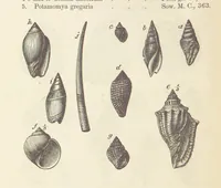 An illustration from The Student's Manual of Geology (1862)