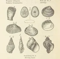 An illustration from The Student's Manual of Geology (1862)