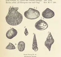 An illustration from The Student's Manual of Geology (1862)