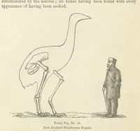 An illustration from The Student's Manual of Geology (1862)