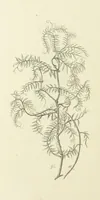 An illustration from The Poetical Works of John Keats. With a memoir by Richard Monckton Milnes. Illustrated by 120 designs, original and from the antique, drawn on wood by George Scharf, Jun (1854)