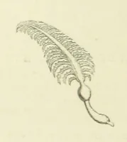 Picture 3 of 101 from The Poetical Works of John Keats. With a memoir by Richard Monckton Milnes. Illustrated by 120 designs, original and from the antique, drawn on wood by George Scharf, Jun (1854), leaf 14