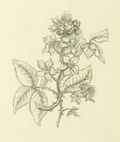 Picture 25 of 101 from The Poetical Works of John Keats. With a memoir by Richard Monckton Milnes. Illustrated by 120 designs, original and from the antique, drawn on wood by George Scharf, Jun (1854), leaf 142