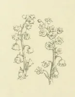 An illustration from The Poetical Works of John Keats. With a memoir by Richard Monckton Milnes. Illustrated by 120 designs, original and from the antique, drawn on wood by George Scharf, Jun (1854)