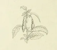 Picture 28 of 101 from The Poetical Works of John Keats. With a memoir by Richard Monckton Milnes. Illustrated by 120 designs, original and from the antique, drawn on wood by George Scharf, Jun (1854), leaf 180