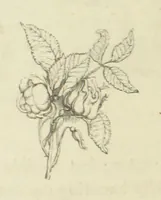 An illustration from The Poetical Works of John Keats. With a memoir by Richard Monckton Milnes. Illustrated by 120 designs, original and from the antique, drawn on wood by George Scharf, Jun (1854)