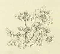 An illustration from The Poetical Works of John Keats. With a memoir by Richard Monckton Milnes. Illustrated by 120 designs, original and from the antique, drawn on wood by George Scharf, Jun (1854)