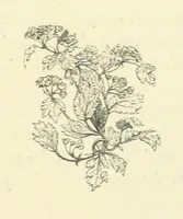 An illustration from The Poetical Works of John Keats. With a memoir by Richard Monckton Milnes. Illustrated by 120 designs, original and from the antique, drawn on wood by George Scharf, Jun (1854)