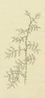 An illustration from The Poetical Works of John Keats. With a memoir by Richard Monckton Milnes. Illustrated by 120 designs, original and from the antique, drawn on wood by George Scharf, Jun (1854)