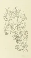 An illustration from The Poetical Works of John Keats. With a memoir by Richard Monckton Milnes. Illustrated by 120 designs, original and from the antique, drawn on wood by George Scharf, Jun (1854)