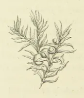 An illustration from The Poetical Works of John Keats. With a memoir by Richard Monckton Milnes. Illustrated by 120 designs, original and from the antique, drawn on wood by George Scharf, Jun (1854)