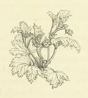 An illustration from The Poetical Works of John Keats. With a memoir by Richard Monckton Milnes. Illustrated by 120 designs, original and from the antique, drawn on wood by George Scharf, Jun (1854)