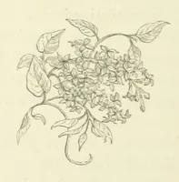 An illustration from The Poetical Works of John Keats. With a memoir by Richard Monckton Milnes. Illustrated by 120 designs, original and from the antique, drawn on wood by George Scharf, Jun (1854)
