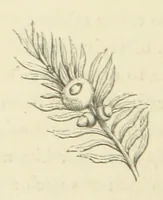 Picture 95 of 101 from The Poetical Works of John Keats. With a memoir by Richard Monckton Milnes. Illustrated by 120 designs, original and from the antique, drawn on wood by George Scharf, Jun (1854), leaf 412