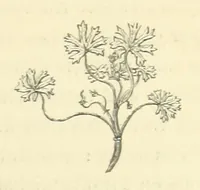 An illustration from The Poetical Works of John Keats. With a memoir by Richard Monckton Milnes. Illustrated by 120 designs, original and from the antique, drawn on wood by George Scharf, Jun (1854)