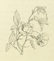 An illustration from The Poetical Works of John Keats. With a memoir by Richard Monckton Milnes. Illustrated by 120 designs, original and from the antique, drawn on wood by George Scharf, Jun (1854)