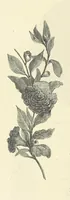 An illustration from The Christian Year, etc. [With a portrait (1874)