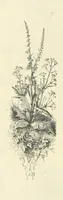 An illustration from The Christian Year, etc. [With a portrait (1874)