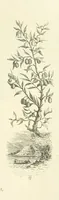 An illustration from The Christian Year, etc. [With a portrait (1874)