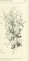 An illustration from The Christian Year, etc. [With a portrait (1874)