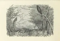 An illustration from The Christian Year, etc. [With a portrait (1874)