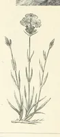An illustration from The Christian Year, etc. [With a portrait (1874)