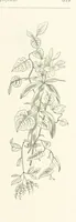 An illustration from The Christian Year, etc. [With a portrait (1874)