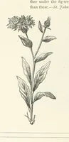 An illustration from The Christian Year, etc. [With a portrait (1874)
