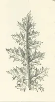 An illustration from The Christian Year, etc. [With a portrait (1874)