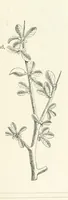 An illustration from The Christian Year, etc. [With a portrait (1874)