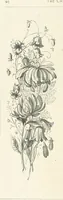 An illustration from The Christian Year, etc. [With a portrait (1874)