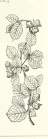An illustration from The Christian Year, etc (1880)