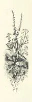 An illustration from The Christian Year, etc (1880)
