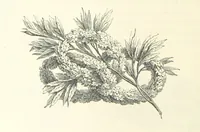 An illustration from The Christian Year, etc (1880)