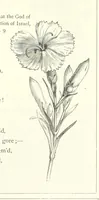 Picture 119 of 300 from The Christian Year, etc (1880), leaf 169