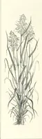 An illustration from The Christian Year, etc (1880)
