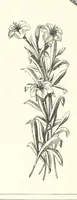 Picture 144 of 300 from The Christian Year, etc (1880), leaf 198