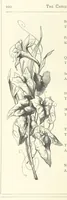 Picture 151 of 300 from The Christian Year, etc (1880), leaf 204