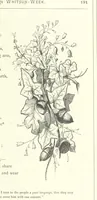 Picture 152 of 300 from The Christian Year, etc (1880), leaf 205