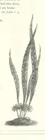Picture 172 of 300 from The Christian Year, etc (1880), leaf 229