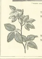 Picture 184 of 300 from The Christian Year, etc (1880), leaf 242