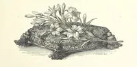 Picture 198 of 300 from The Christian Year, etc (1880), leaf 261