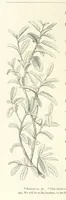 An illustration from The Christian Year, etc (1880)