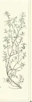 An illustration from The Christian Year, etc (1880)