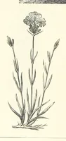 An illustration from The Christian Year, etc (1880)