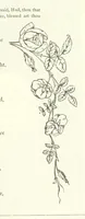 Picture 252 of 300 from The Christian Year, etc (1880), leaf 325