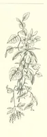 An illustration from The Christian Year, etc (1880)