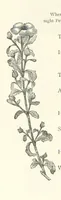 Picture 261 of 300 from The Christian Year, etc (1880), leaf 340