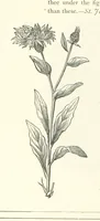 An illustration from The Christian Year, etc (1880)